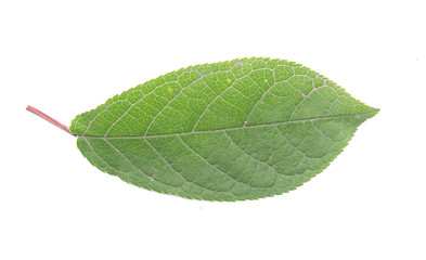 green leaf on a white background, isolate.