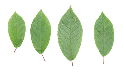green leaf on a white background, isolate.
