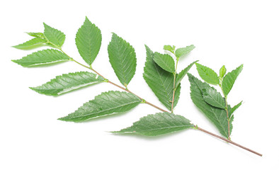 green leaf on a white background, isolate.