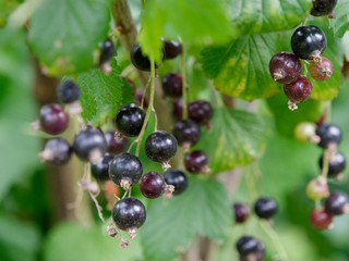 unripe fruits of garden black currants in the garden