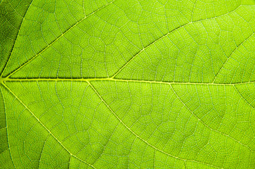 Background of green leaf plant close-up