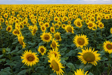 field of yellow flowers of a sunflower close up