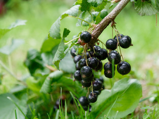 unripe fruits of garden black currants in the garden