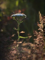Common Yarrow - Achillea millefolium