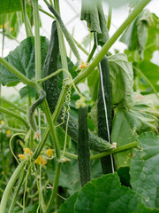 green young cucumbers hang in the garden