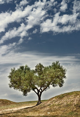 Naklejka na ściany i meble Olive tree landscape