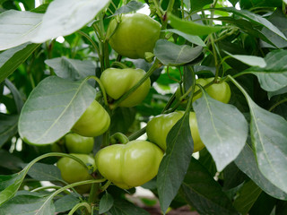 unripe fruits of sweet Bulgarian pepper in the garden