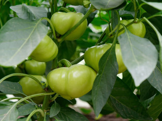 unripe fruits of sweet Bulgarian pepper in the garden