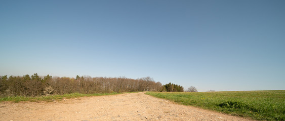 Fototapeta na wymiar Dirty road in green summer field. Rural road in the field