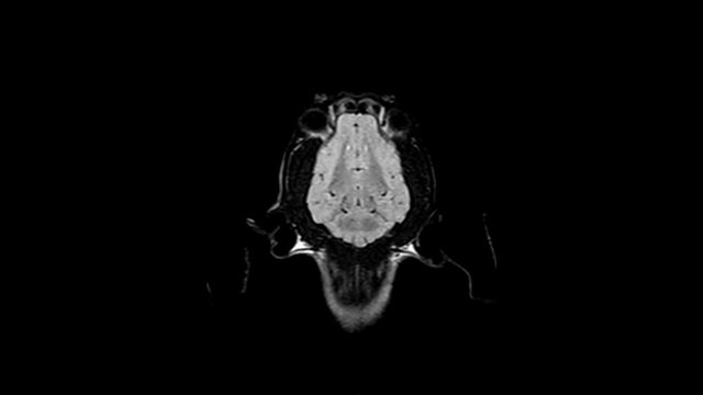 Magnetic Resonance Imaging of a dog head.