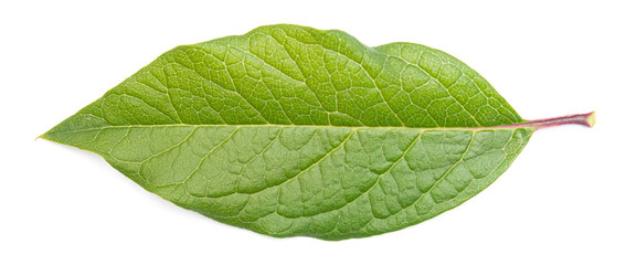 green juicy leaf on a white background, isolate, blank for designers.