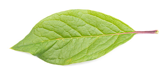 Fototapeta premium green juicy leaf on a white background, isolate, blank for designers.