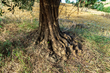 Base del tronco di un ulivo