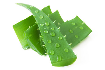 Fresh Aloe Vera leaves with water drops isolated on white