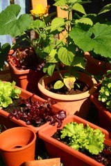 salat und gemüse auf dem balkon
