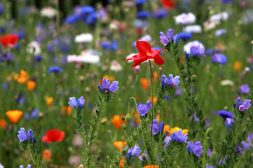 farbenfrohe Wildblumen