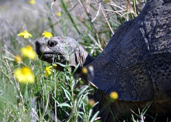 mountain tortoise south africa