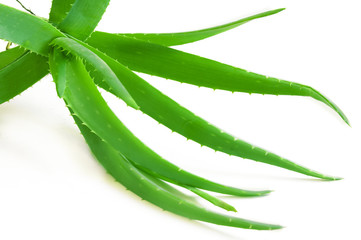 Fresh Aloe Vera leaves isolated on white