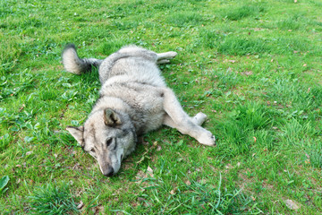 Naklejka na ściany i meble Mongrel grey dog rest on green grass