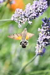La sfinge del Galio,vola veloce sui fiori profumati della lavanda, alla ricerca del nettare.