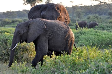 Fototapeta na wymiar african elephant male and female