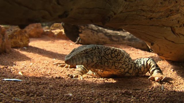 Steady, medium close up shot of a perentie underneath a large log in a man-made habitat.