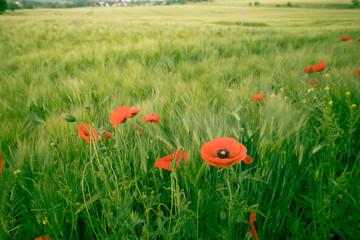 Blooming red poppies in a field in spring in nature
