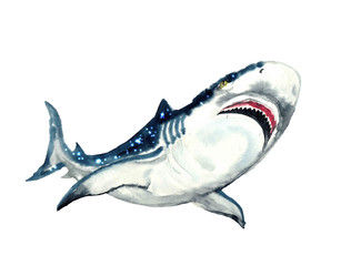 Watercolor cute whale. Shark illustartion