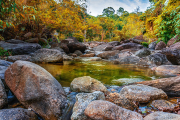 River stone and tree colorful, View water river tree in forest