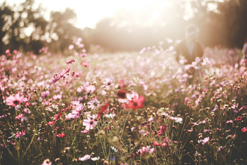 Obraz premium pink flowers on a background of blue sky