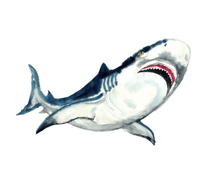 Watercolor cute whale. Shark illustartion