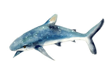 Watercolor cute whale. Shark illustartion