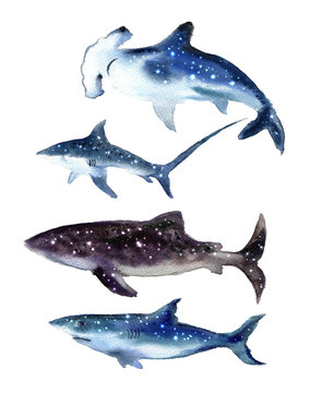 Watercolor cute whale. Shark illustartion