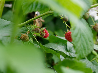 unripe fruits of raspberry ordinary on a garden bed