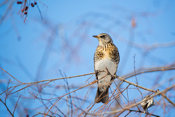 The fieldfare (Turdus pilaris)