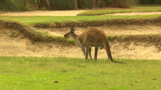 Handheld, medium wide shot of a herd of kangaroos hopping on a golf course. The camera zooms in on one of the kangaroos.