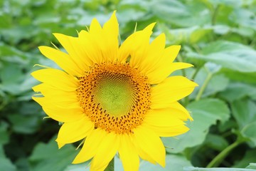 Fototapeta premium 花 ひまわり 夏 早咲き 杤木