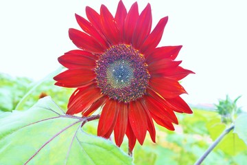 赤いひまわり　梅雨　早咲き　夏　杤木