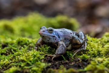 Moor frog - Rana arvalis