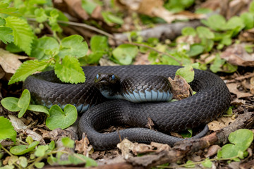 Vipera berus