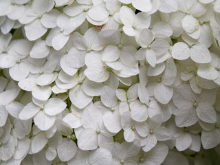 white hydrangea flowers in a flowerbed in the garden