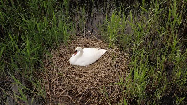 Aerial view of the sea coast and on a fresh small lake. A beautiful white swan hatching eggs on a large nest of dry reeds, hidden in a quiet lake harbor. Swan female waiting for offspring