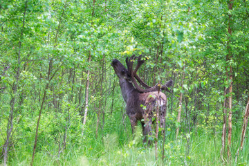 Young buck of northern forest deer