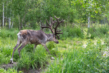Fototapeta na wymiar Young buck of northern forest deer