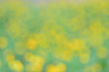 Blurred abstract yellow-green background. Natural outdoors bokeh background in green and yellow tones. Spring background.