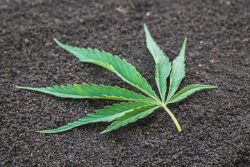 Marijuana leaf on loose earth. Cannabis leaf.