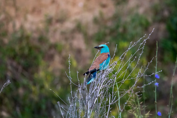 The European roller (Coracias garrulus) is the only member of the roller family of birds to breed in Europe. Its overall range extends into the Middle East, Central Asia and Morocco.