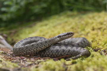 Vipera berus