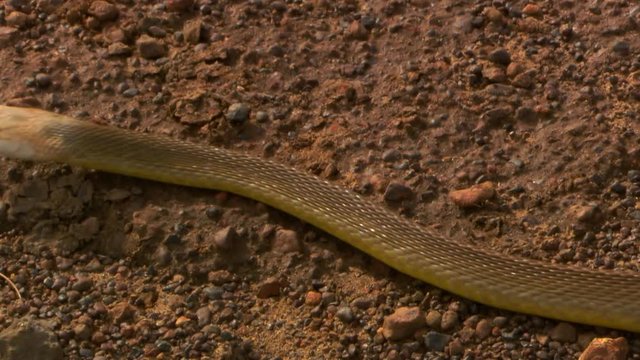 Handheld, close up shot of a eastern brown snake (Pseudonaja textiles) slithering on gravel and sand, the camera steadies to show the rest of the snake's body pass by.