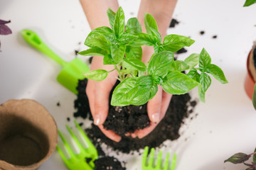 Gardening at home. Woman's hands with sprout table